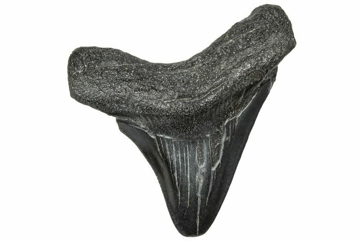 Serrated, Juvenile Megalodon Tooth - South Carolina #320514